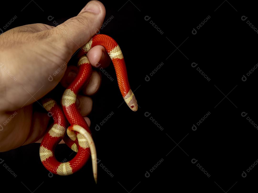 Lampropeltis triangulum comumente conhecido como a cobra do leite Imagem JPG