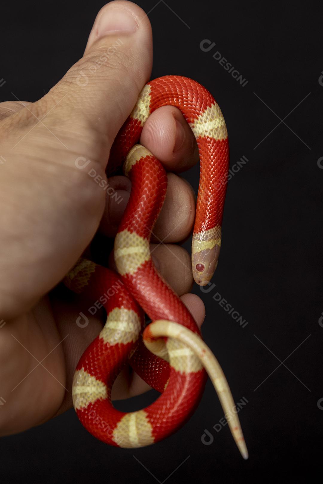 Lampropeltis triangulum comumente conhecido como a cobra do leite Imagem JPG