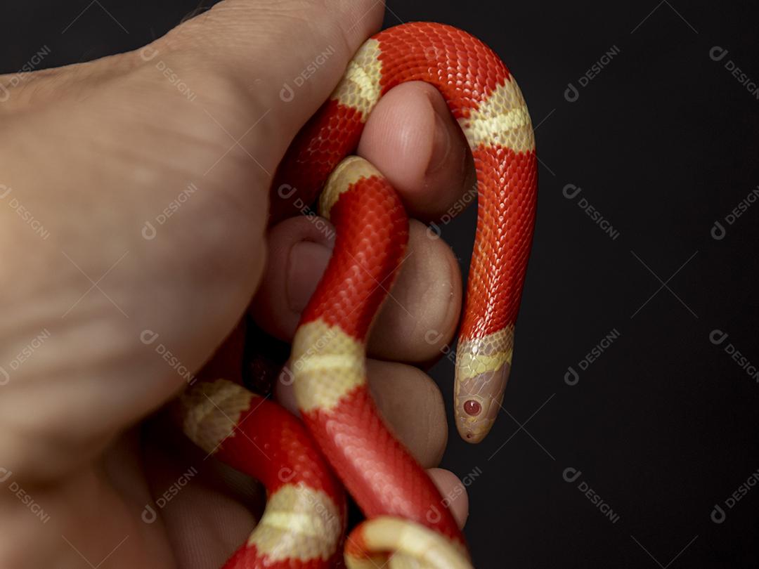 Lampropeltis triangulum comumente conhecido como a cobra do leite Imagem JPG