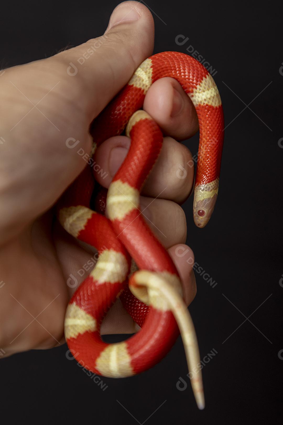 Lampropeltis triangulum comumente conhecido como a cobra do leite Imagem JPG