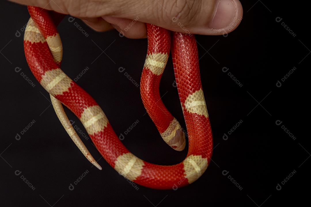 Lampropeltis triangulum comumente conhecido como a cobra do leite Imagem JPG