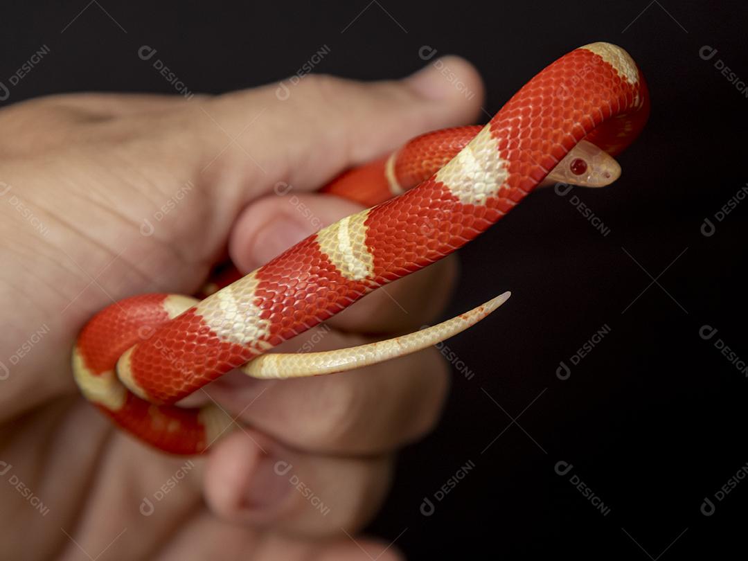 Lampropeltis triangulum comumente conhecido como a cobra do leite Imagem JPG