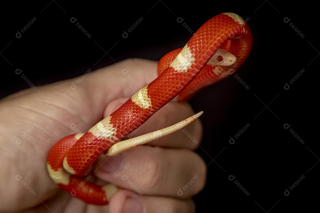 Lampropeltis triangulum comumente conhecido como a cobra do leite Imagem JPG