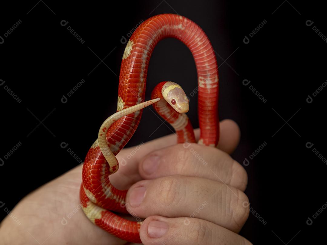 Lampropeltis triangulum comumente conhecido como a cobra do leite Imagem JPG