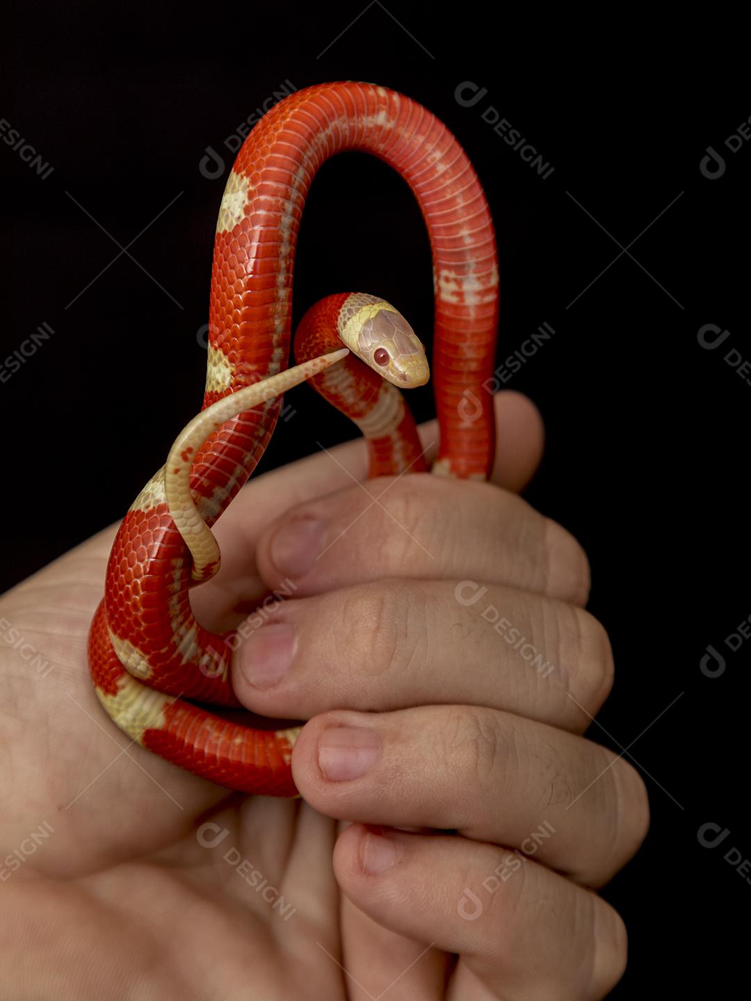 Lampropeltis triangulum comumente conhecido como a cobra do leite Imagem JPG