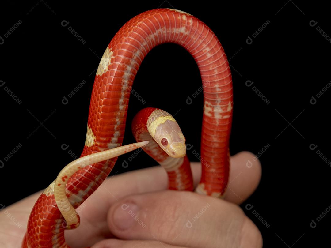 Lampropeltis triangulum comumente conhecido como a cobra do leite Imagem JPG