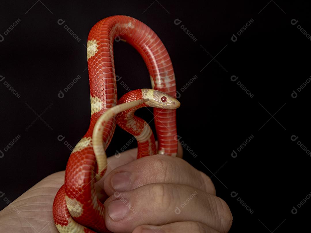 Lampropeltis triangulum comumente conhecido como a cobra do leite Imagem JPG