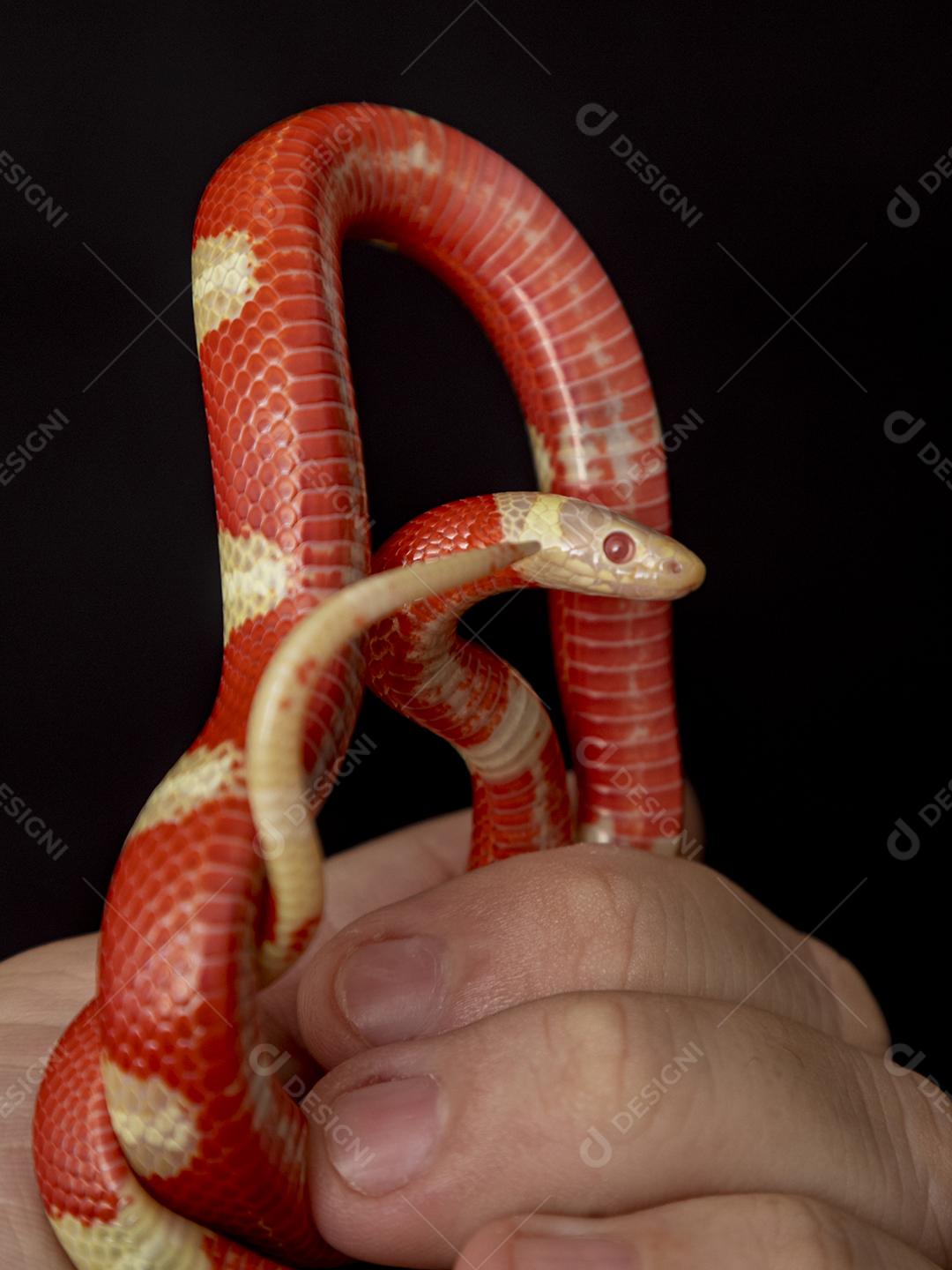 Lampropeltis triangulum comumente conhecido como a cobra do leite Imagem JPG