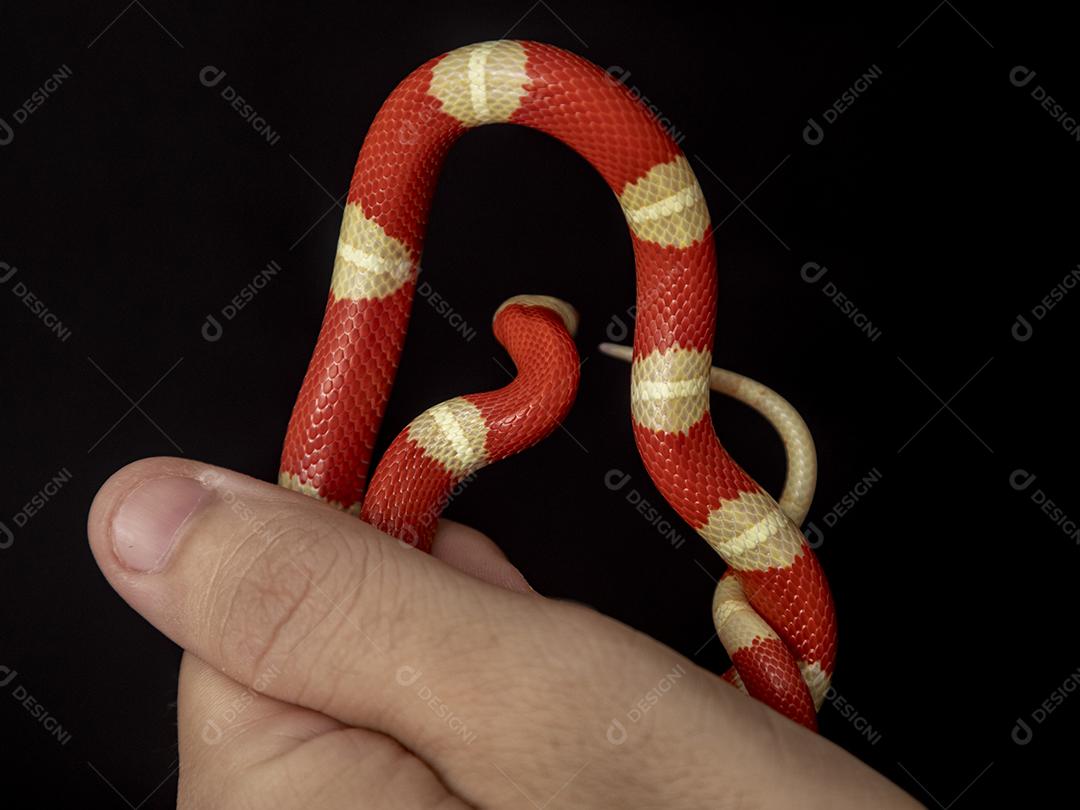 Lampropeltis triangulum comumente conhecido como a cobra do leite Imagem JPG