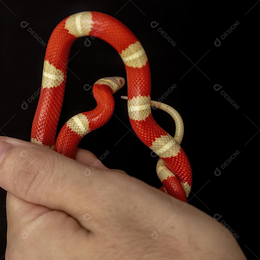 Lampropeltis triangulum comumente conhecido como a cobra do leite Imagem JPG
