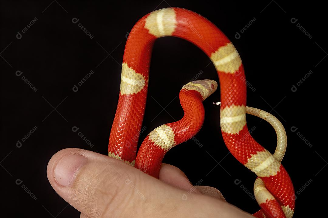 Lampropeltis triangulum comumente conhecido como a cobra do leite Imagem JPG