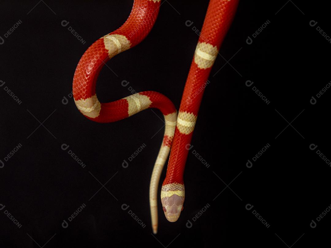 Lampropeltis triangulum comumente conhecido como a cobra do leite Imagem JPG