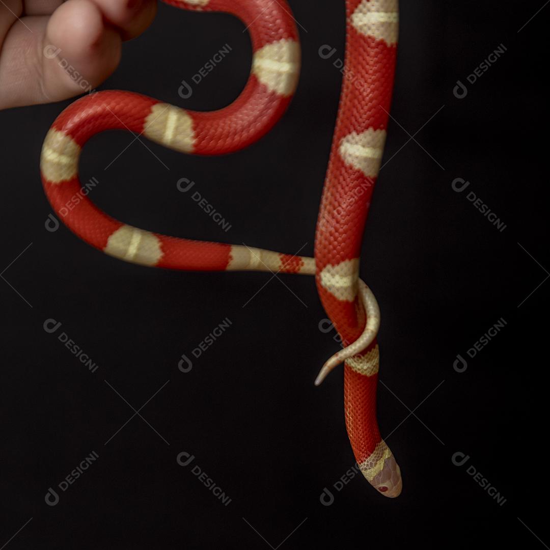 Lampropeltis triangulum comumente conhecido como a cobra do leite Imagem JPG