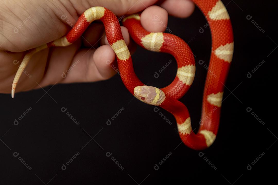 Lampropeltis triangulum comumente conhecido como a cobra do leite Imagem JPG