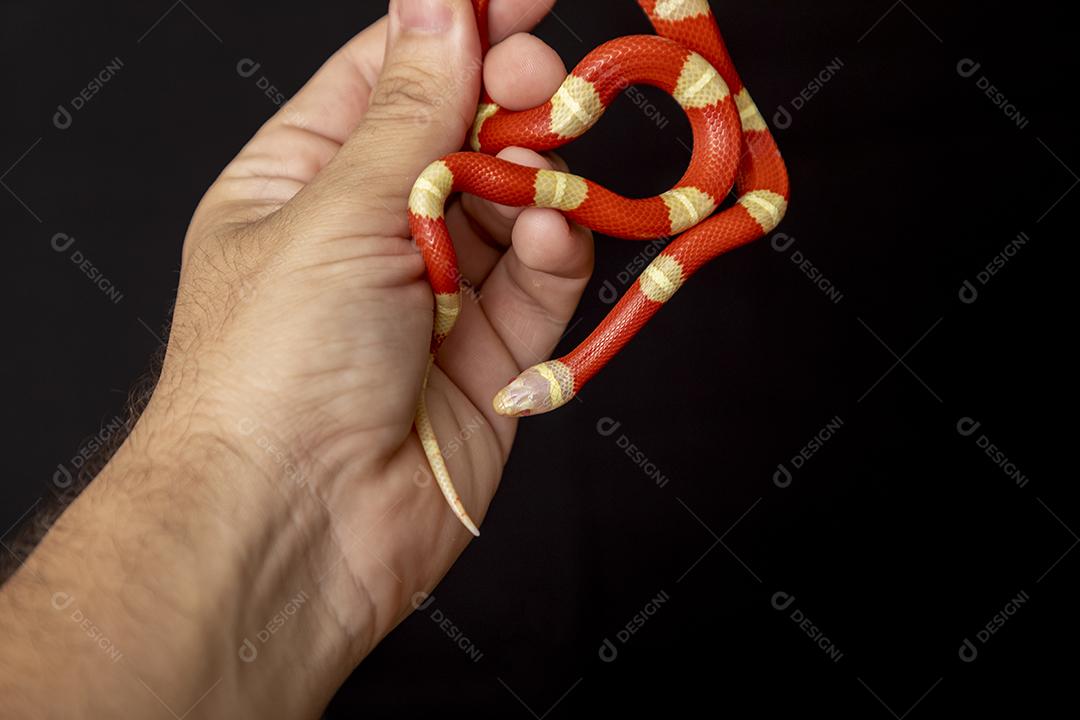 Lampropeltis triangulum comumente conhecido como a cobra do leite Imagem JPG