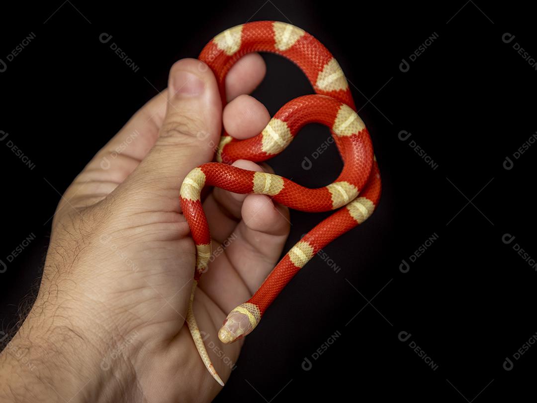 Lampropeltis triangulum comumente conhecido como a cobra do leite Imagem JPG