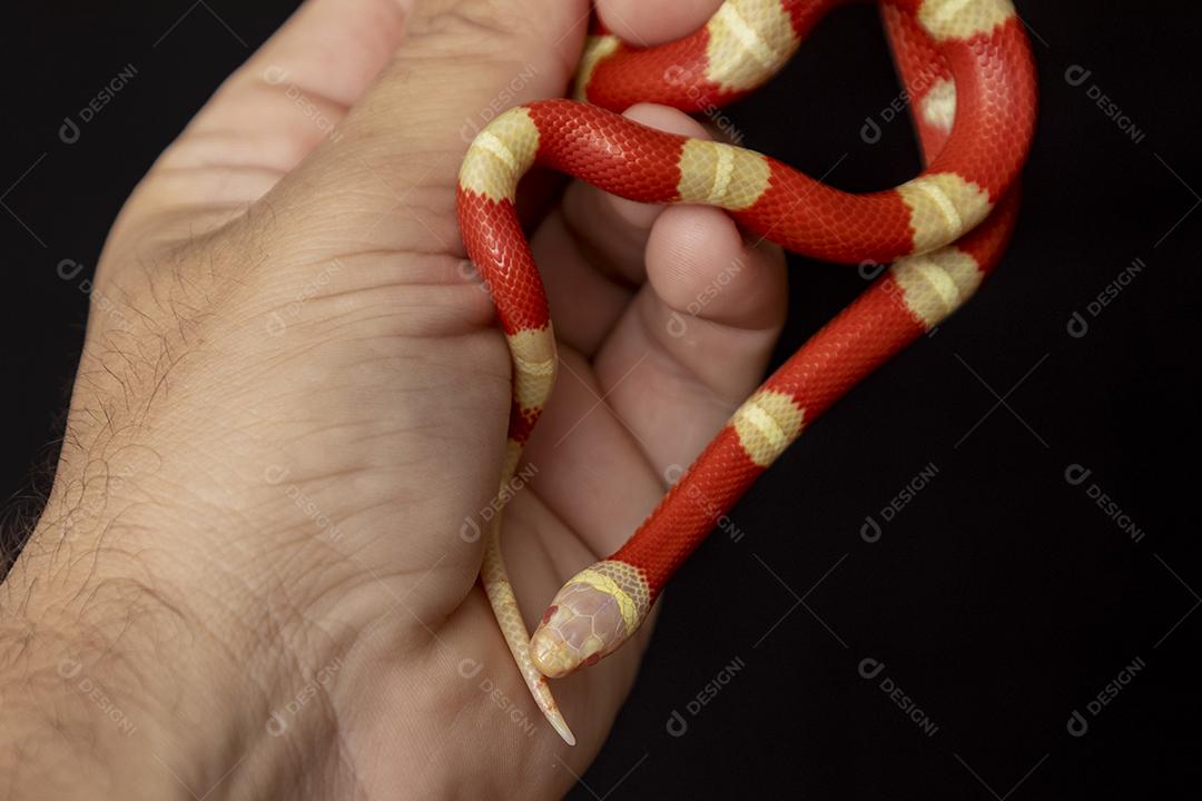 Lampropeltis triangulum comumente conhecido como a cobra do leite Imagem JPG