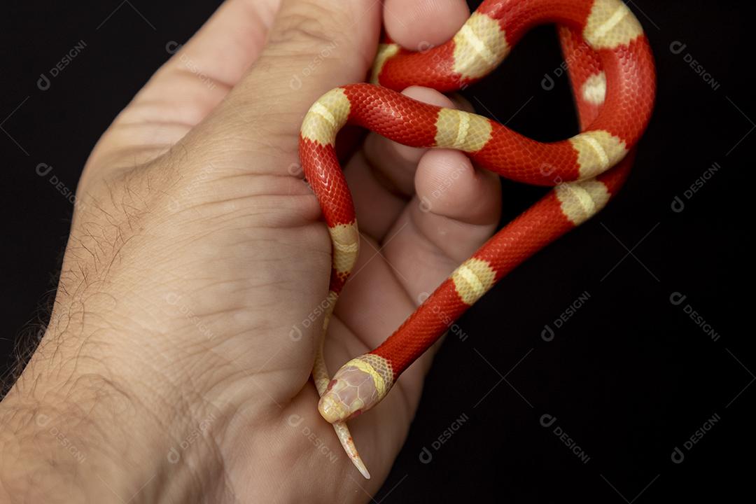 Lampropeltis triangulum comumente conhecido como a cobra do leite Imagem JPG