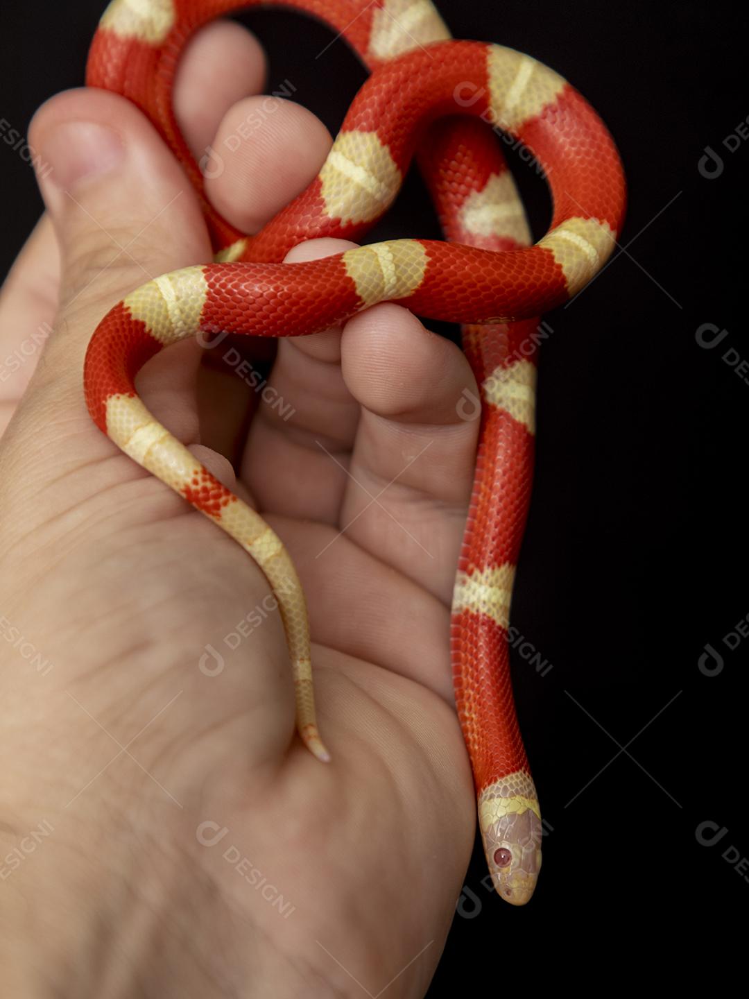 Lampropeltis triangulum comumente conhecido como a cobra do leite Imagem JPG