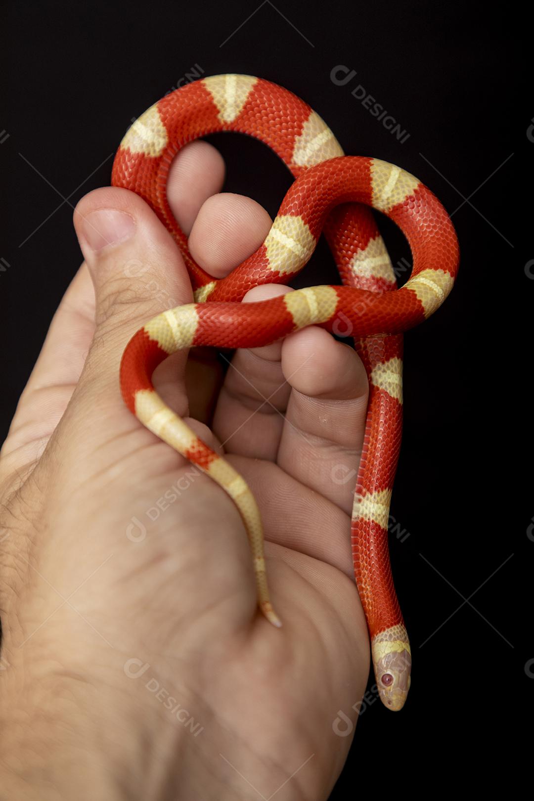 Lampropeltis triangulum comumente conhecido como a cobra do leite Imagem JPG