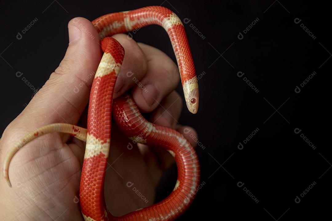 Lampropeltis triangulum comumente conhecido como a cobra do leite Imagem JPG