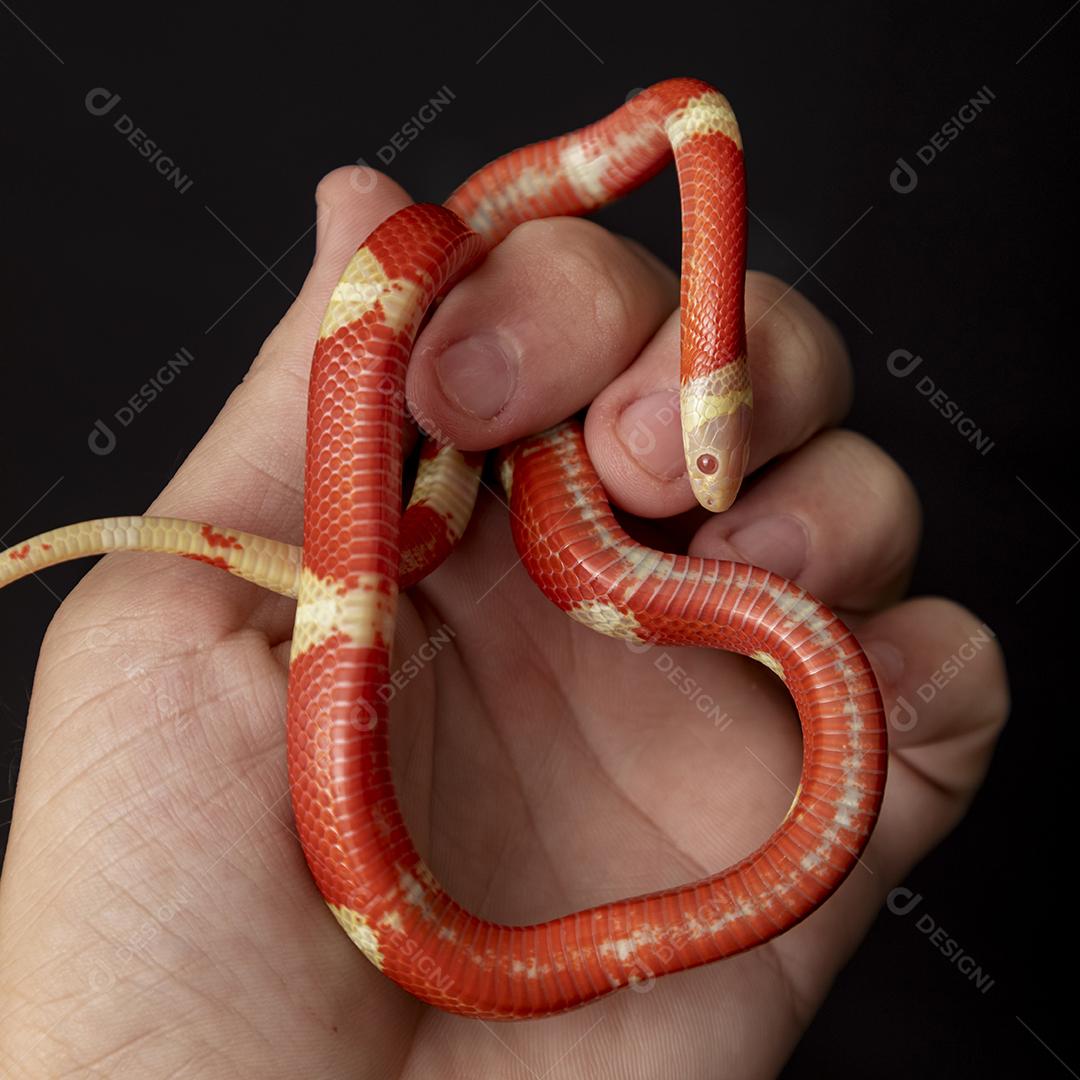 Lampropeltis triangulum comumente conhecido como a cobra do leite Imagem JPG