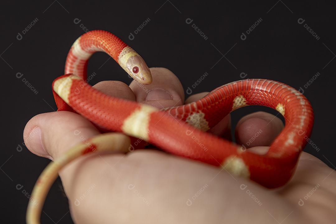 Lampropeltis triangulum comumente conhecido como a cobra do leite Imagem JPG