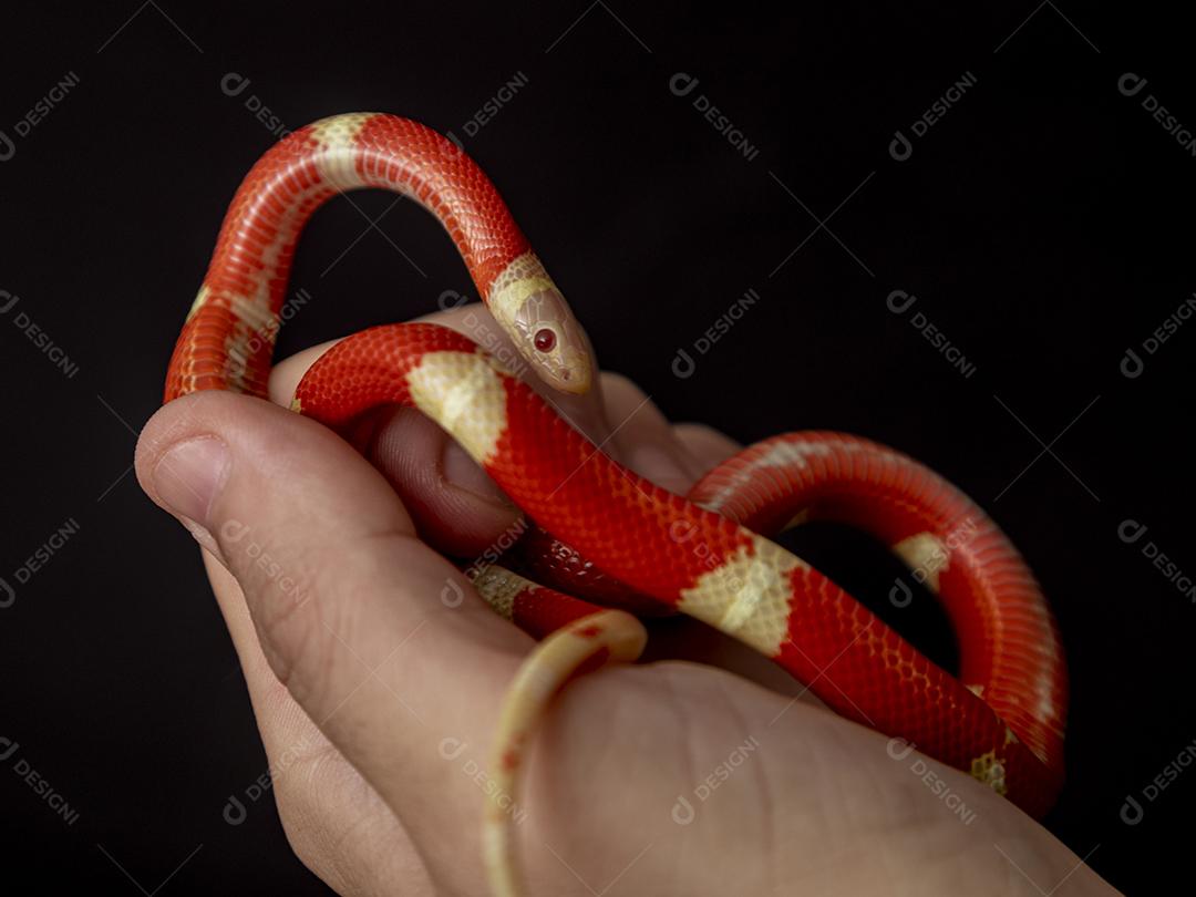 Lampropeltis triangulum comumente conhecido como a cobra do leite Imagem JPG