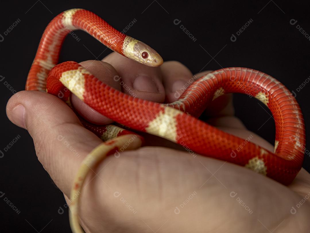 Lampropeltis triangulum comumente conhecido como a cobra do leite Imagem JPG