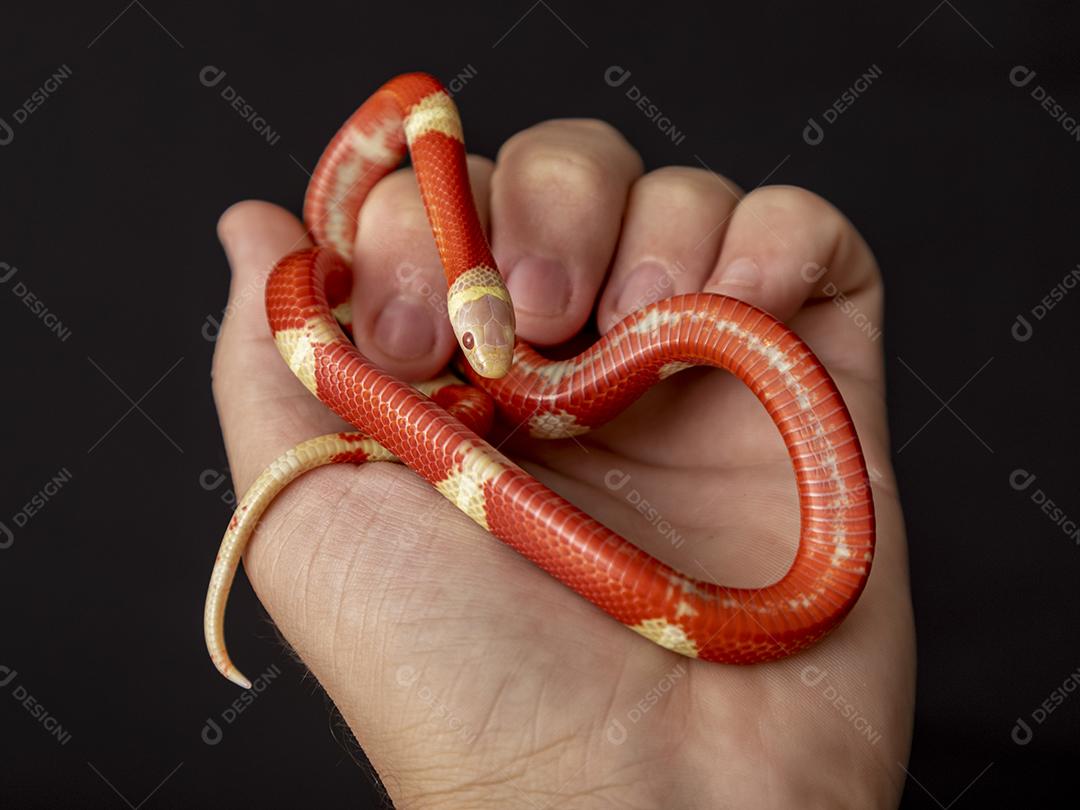Lampropeltis triangulum comumente conhecido como a cobra do leite Imagem JPG