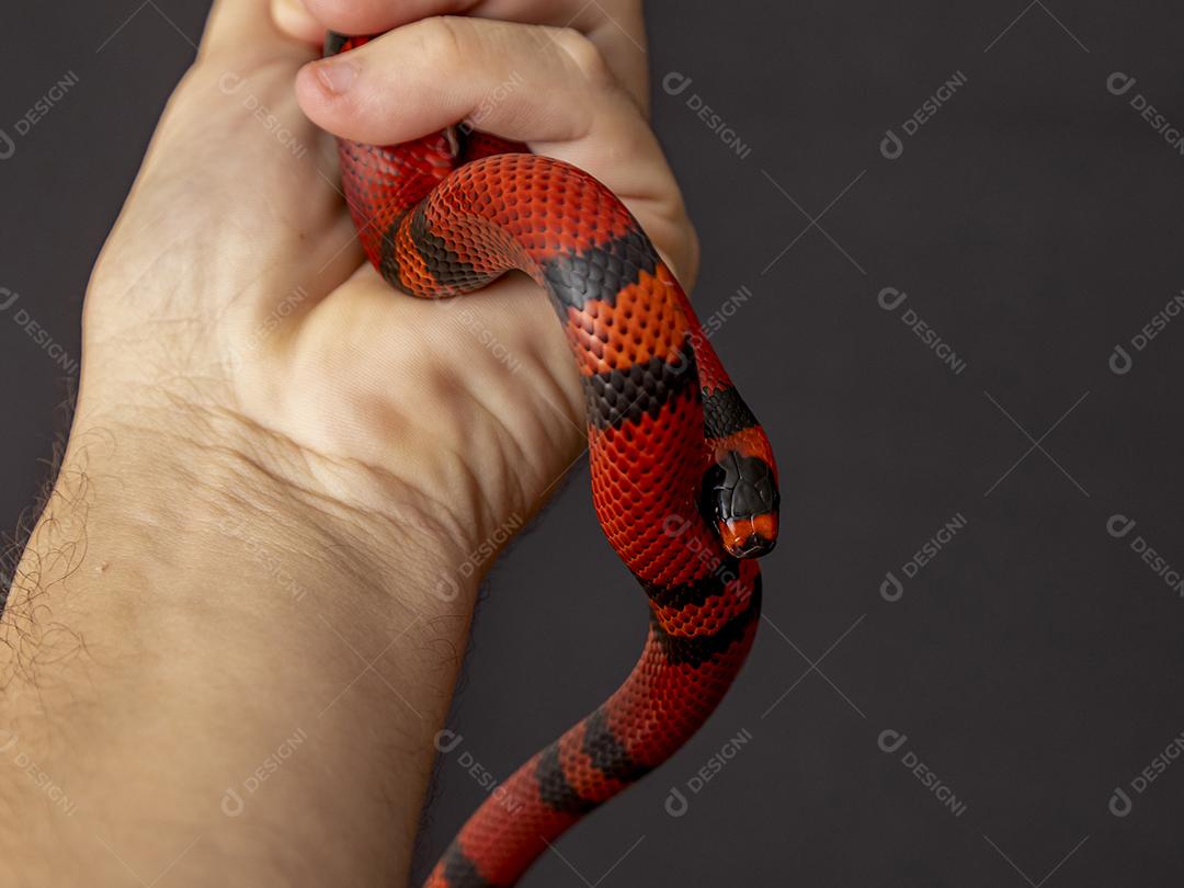 Lampropeltis triangulum comumente conhecido como a cobra do leite Imagem JPG