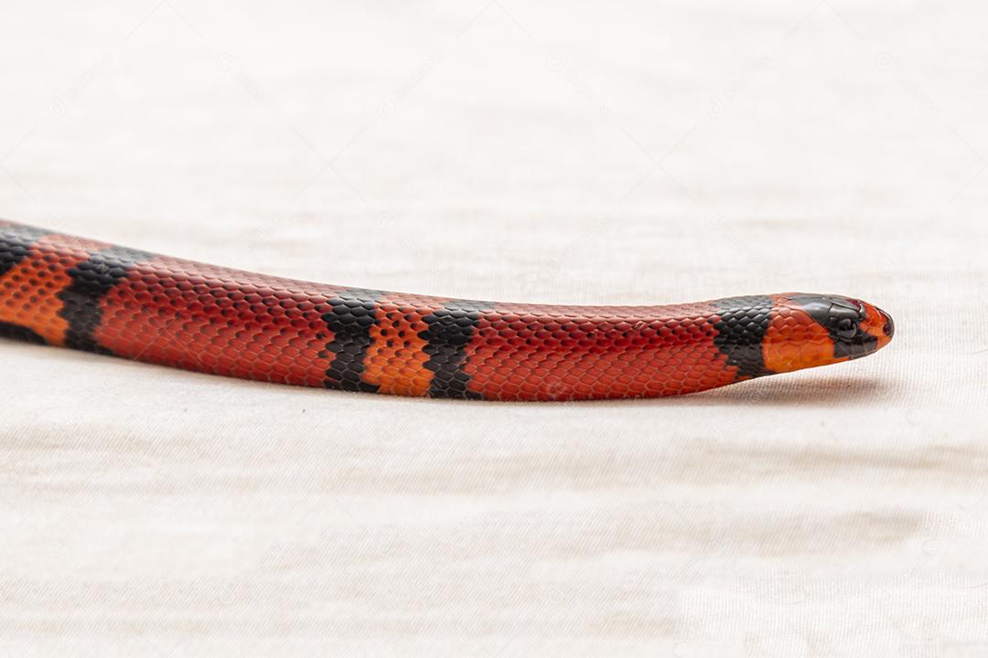 Lampropeltis triangulum comumente conhecido como a cobra do leite Imagem JPG