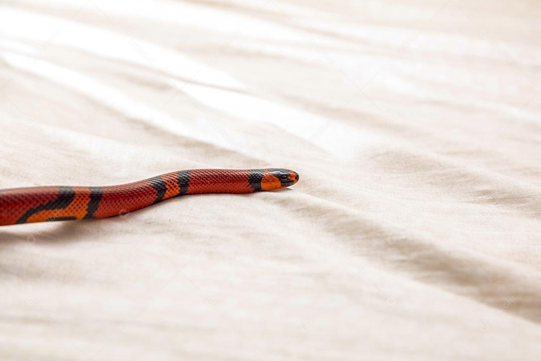 Lampropeltis triangulum comumente conhecido como a cobra do leite Imagem JPG