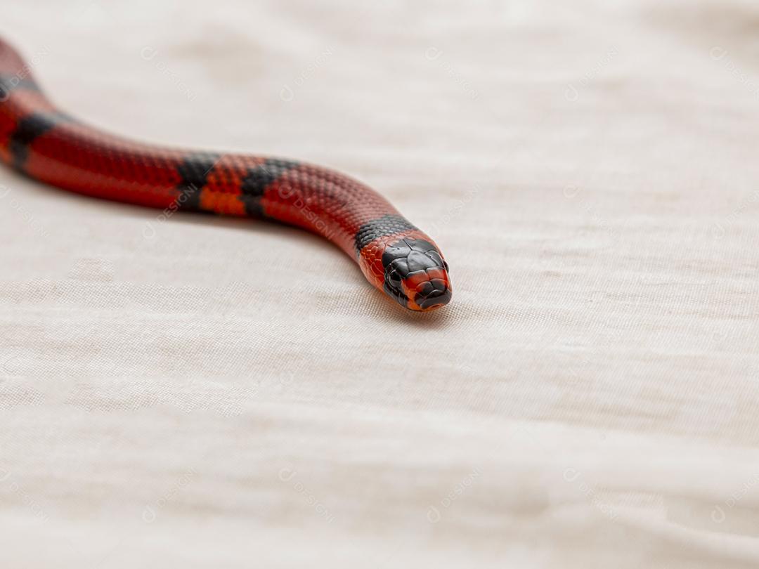 Lampropeltis triangulum comumente conhecido como a cobra do leite Imagem JPG