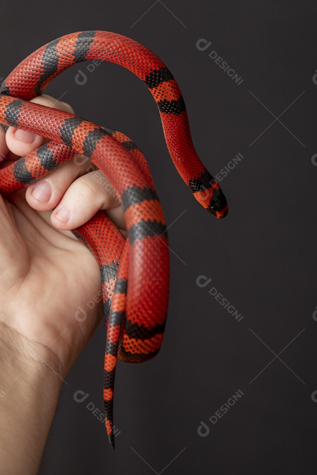 Lampropeltis triangulum comumente conhecido como a cobra do leite Imagem JPG