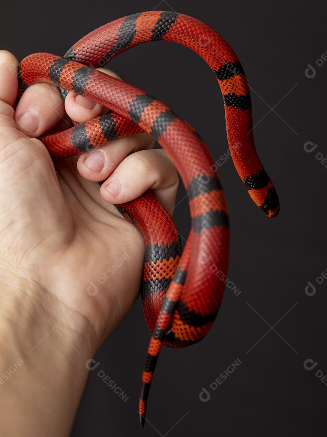 Lampropeltis triangulum comumente conhecido como a cobra do leite Imagem JPG