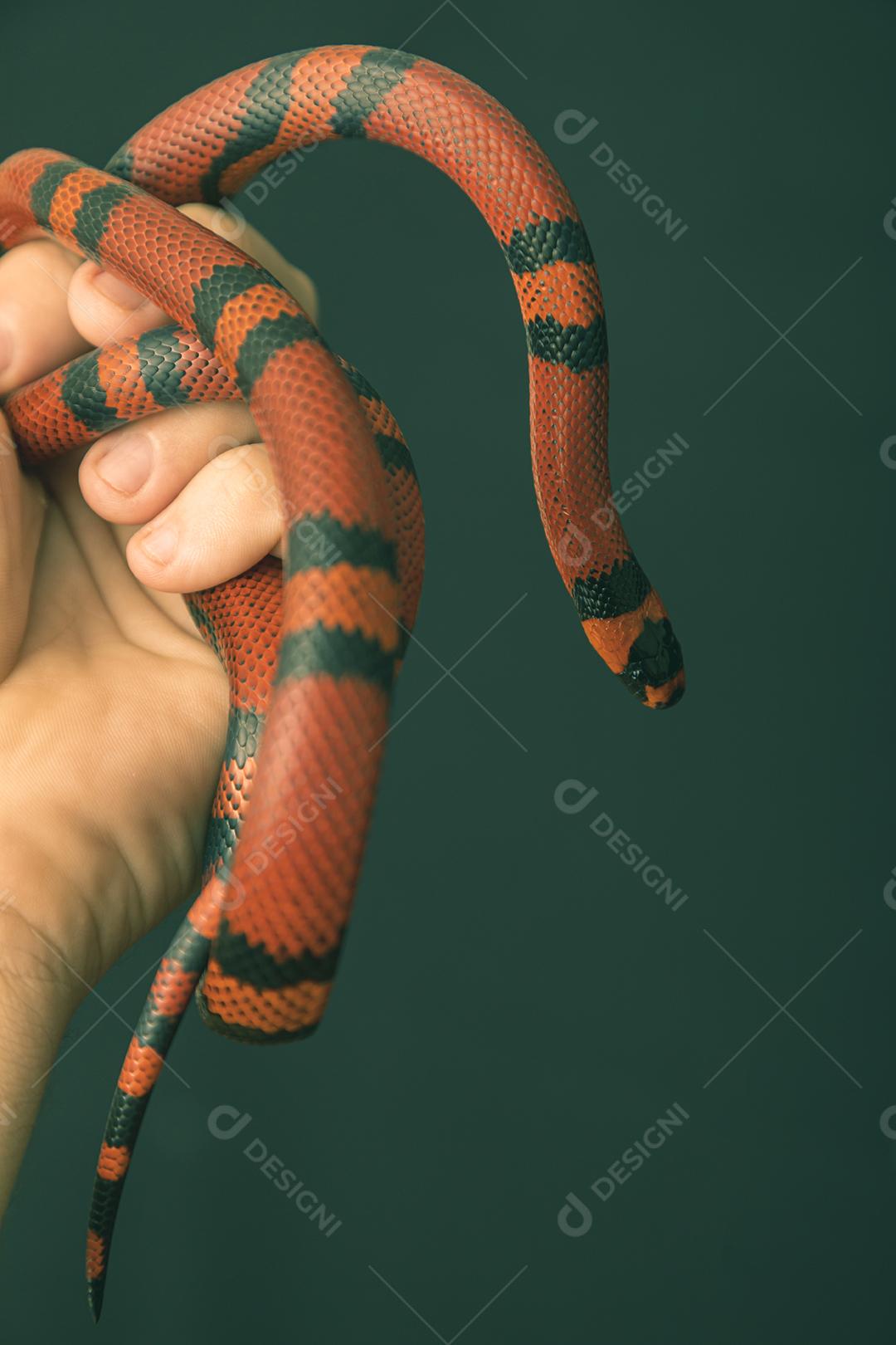 Lampropeltis triangulum comumente conhecido como a cobra do leite Imagem JPG