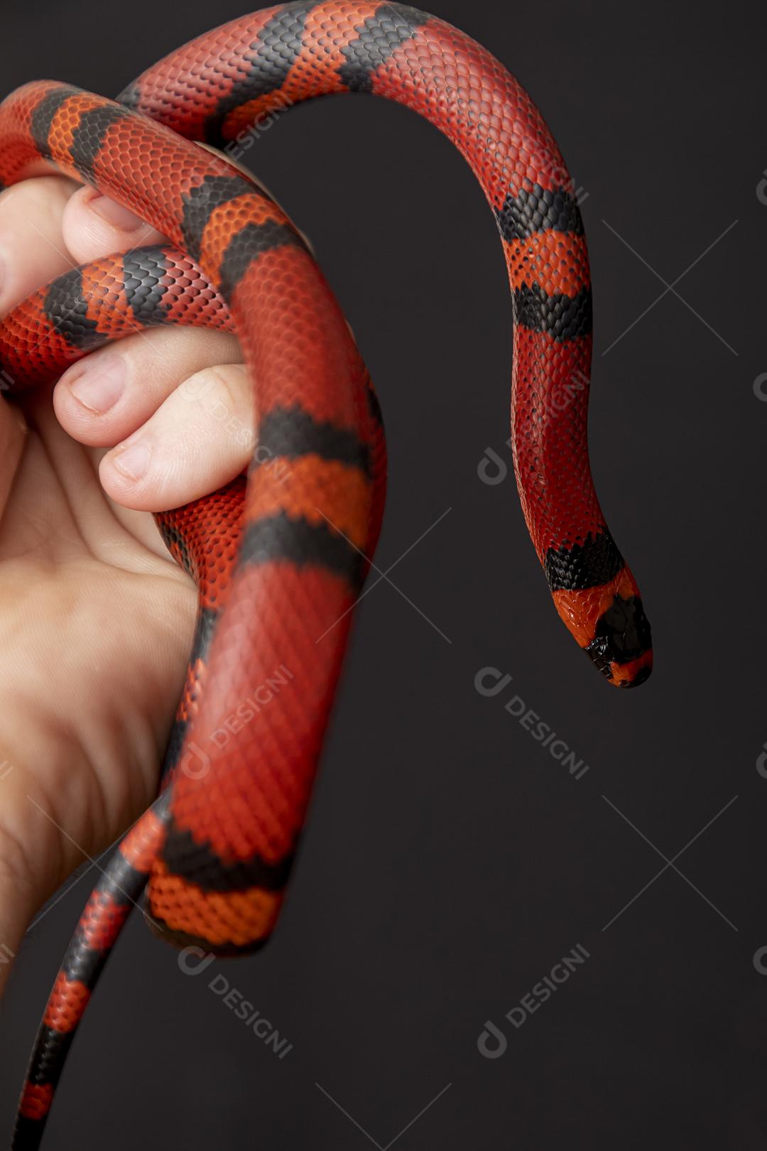 Lampropeltis triangulum comumente conhecido como a cobra do leite Imagem JPG