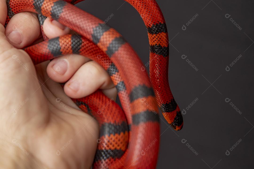 Lampropeltis triangulum comumente conhecido como a cobra do leite Imagem JPG