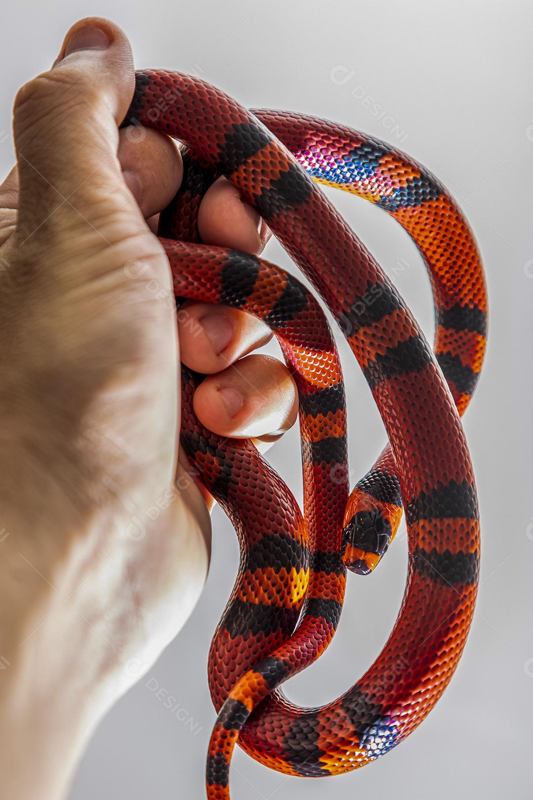 Lampropeltis triangulum comumente conhecido como a cobra do leite Imagem JPG