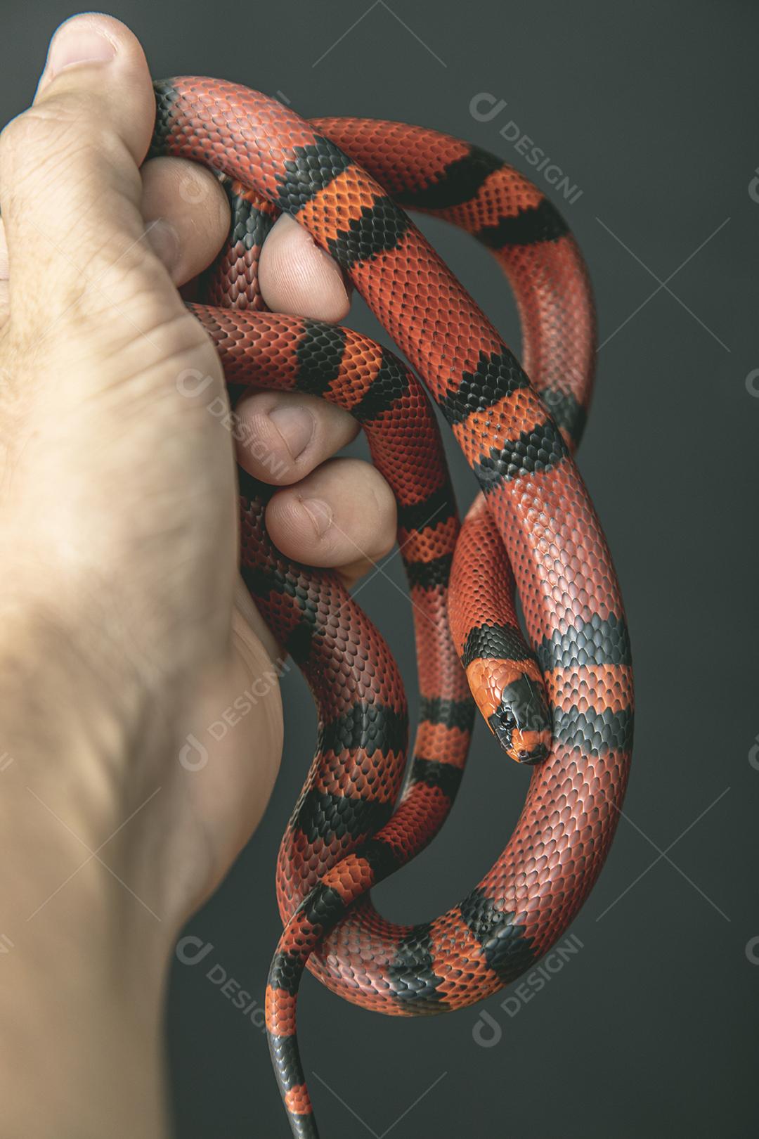 Lampropeltis triangulum comumente conhecido como a cobra do leite Imagem JPG
