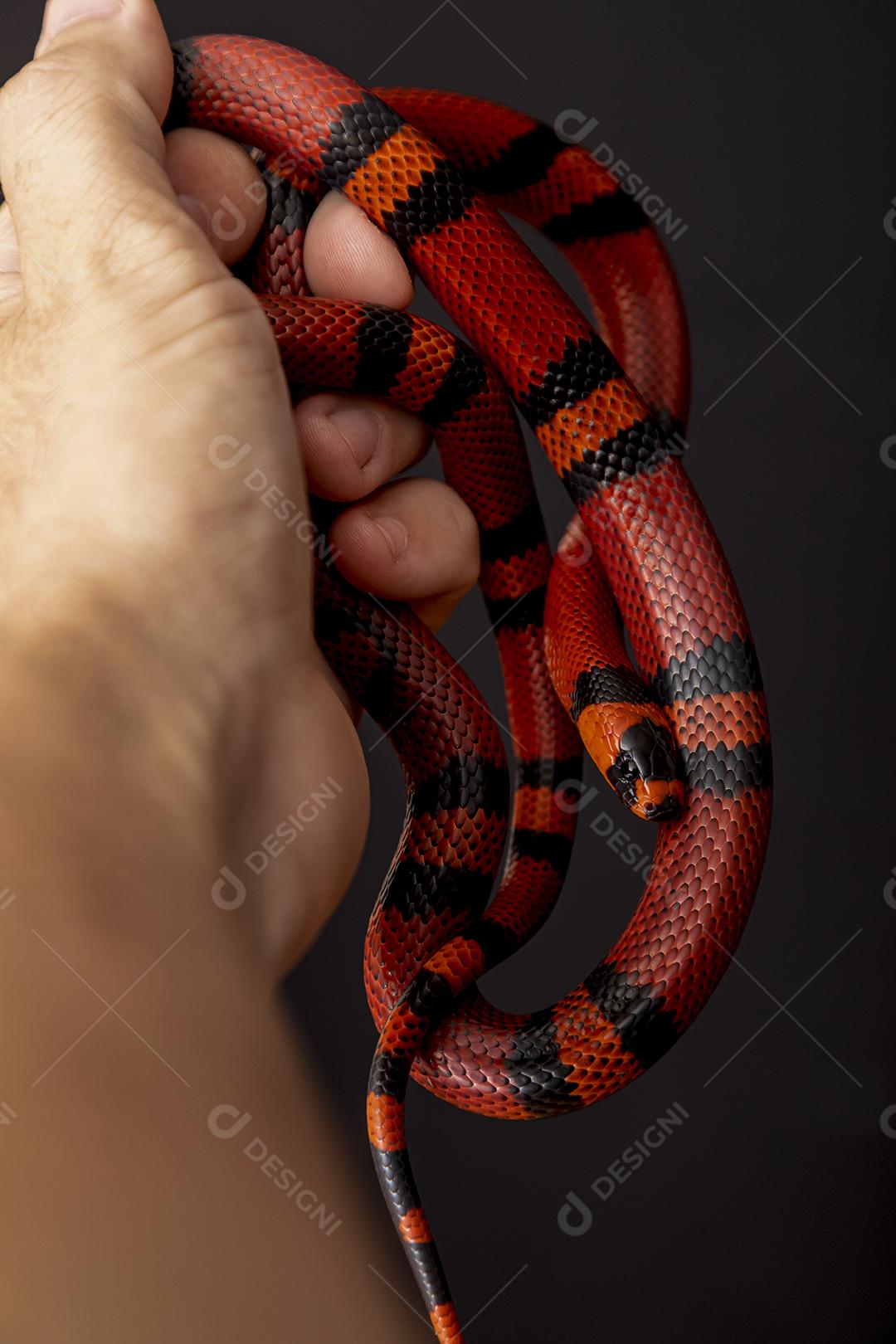Lampropeltis triangulum comumente conhecido como a cobra do leite Imagem JPG