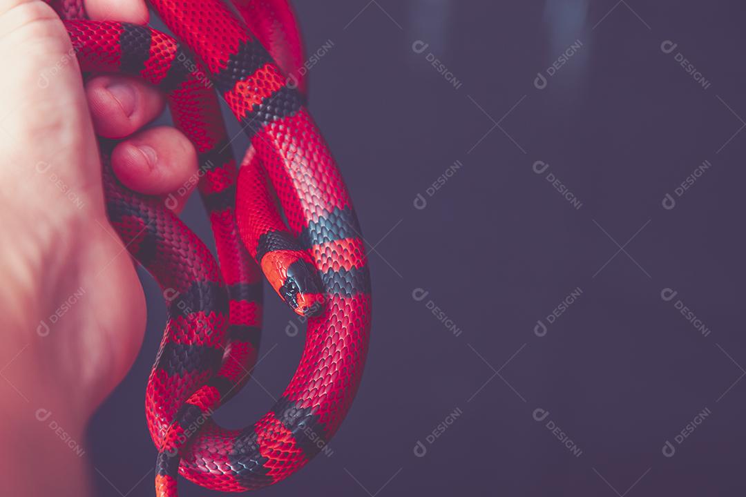 Lampropeltis triangulum comumente conhecido como a cobra do leite Imagem JPG