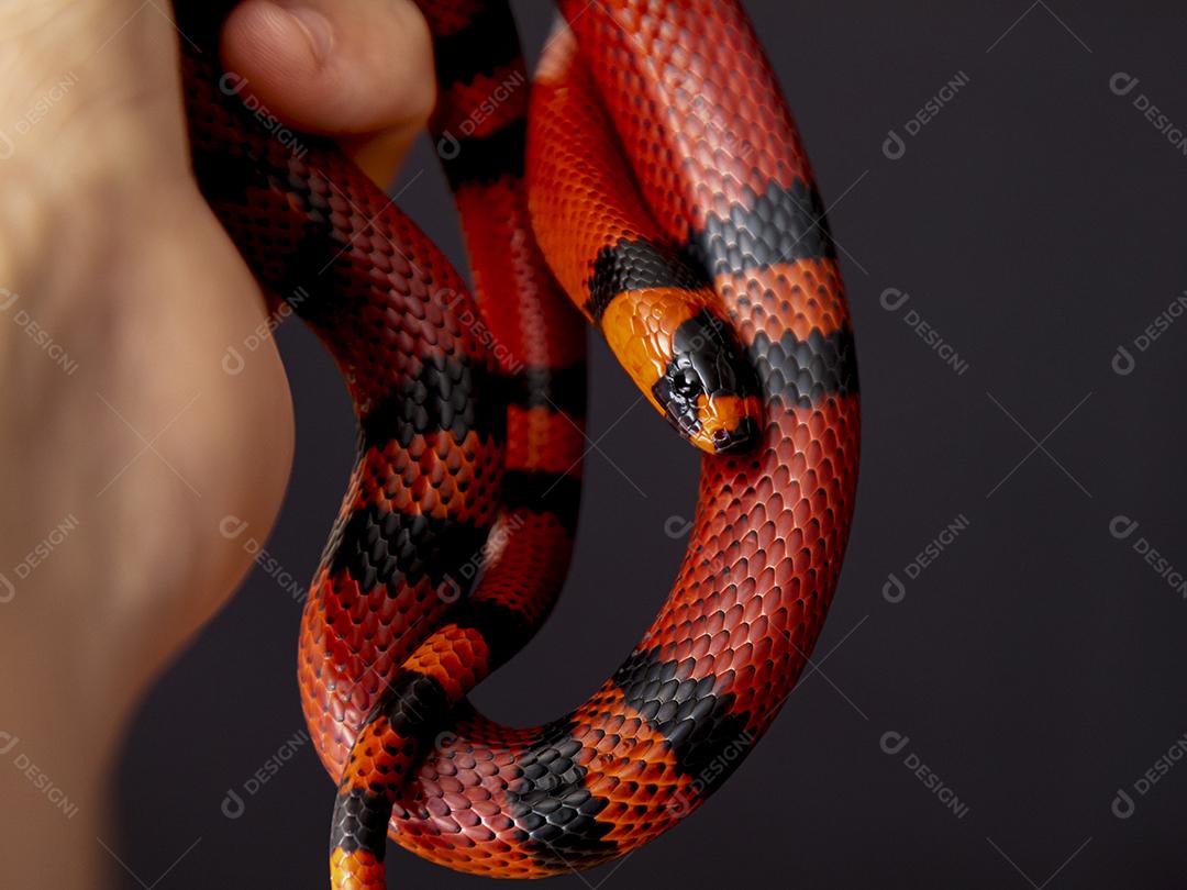 Lampropeltis triangulum comumente conhecido como a cobra do leite Imagem JPG