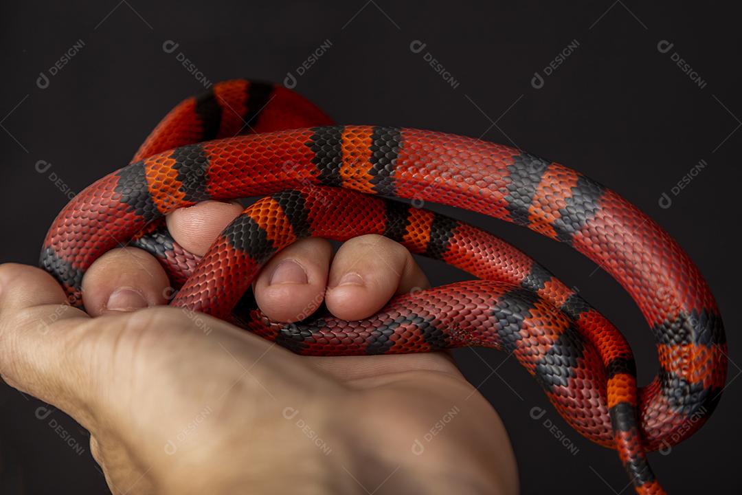 Lampropeltis triangulum comumente conhecido como a cobra do leite Imagem JPG
