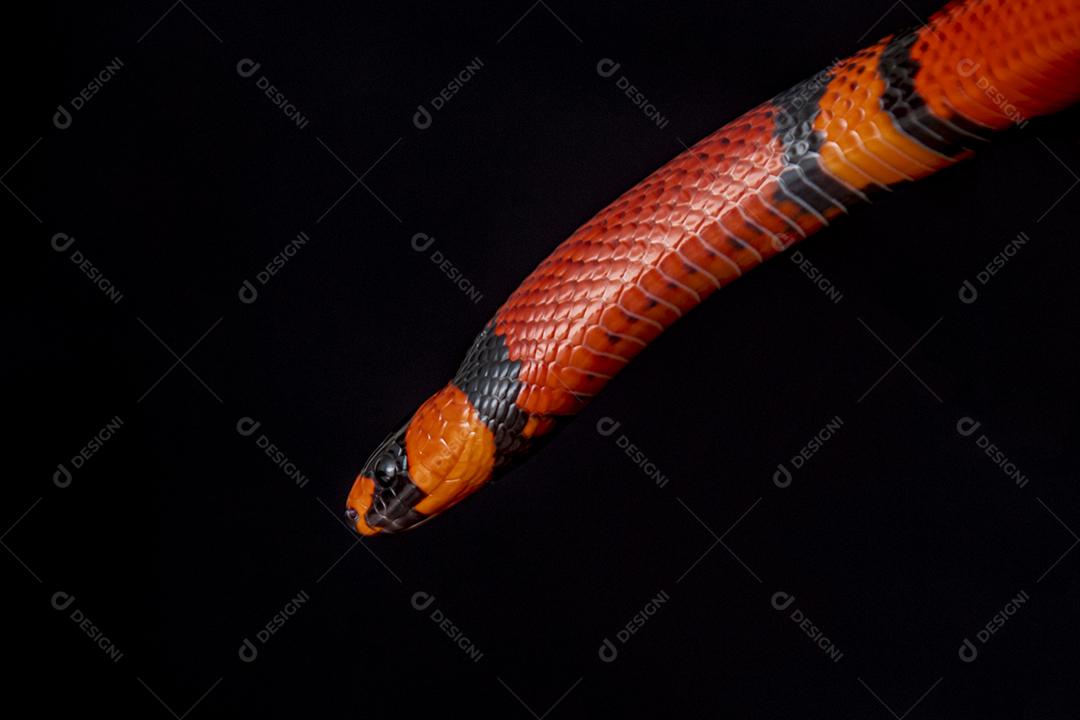 Lampropeltis triangulum comumente conhecido como a cobra do leite Imagem JPG