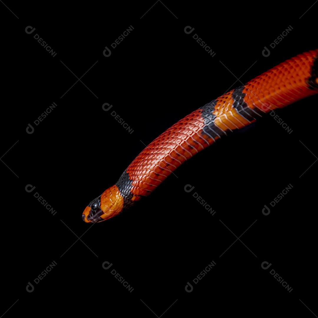 Lampropeltis triangulum comumente conhecido como a cobra do leite Imagem JPG