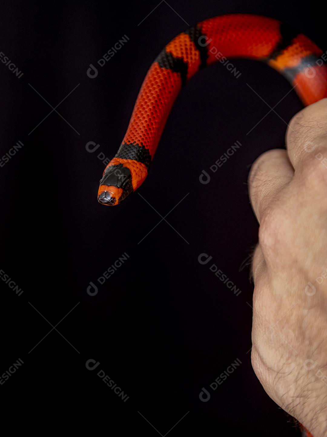 Lampropeltis triangulum comumente conhecido como a cobra do leite Imagem JPG