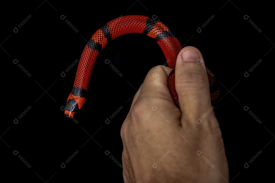 Lampropeltis triangulum comumente conhecido como a cobra do leite Imagem JPG