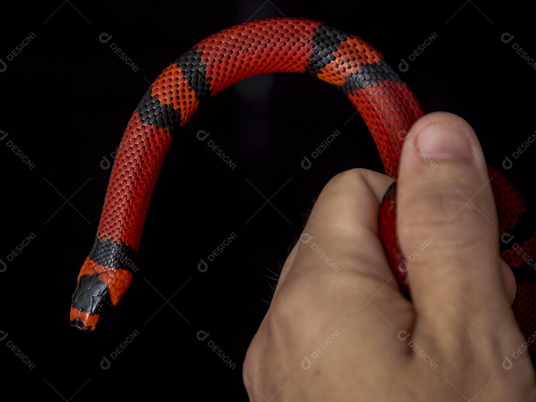 Lampropeltis triangulum comumente conhecido como a cobra do leite Imagem JPG